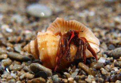 В Азовському морі розмножується хижак небезпечніший за медуз: науковці попереджають про загрозу
