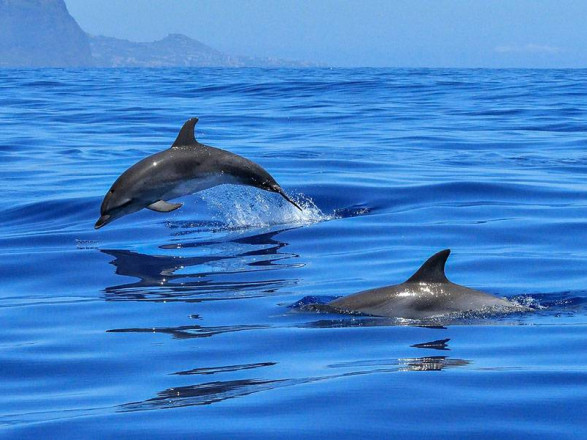 Гуменюк о боевых дельфинах рф: они не впервые используют такие вбросы