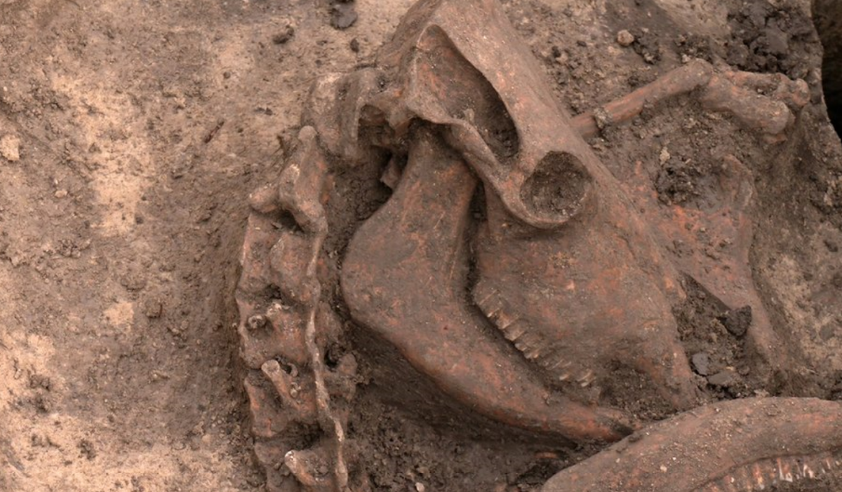 Схоже на ритуал: українські археологи відкопали таємниче поховання періоду бронзового віку