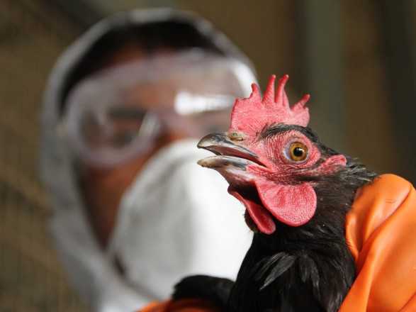 Десять фактов о птичьем гриппе