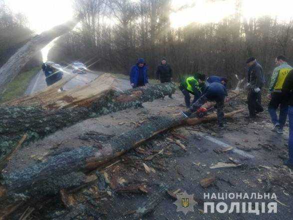 Буревій повалив дерева на Чернігівщині: заблоковано кілька трас