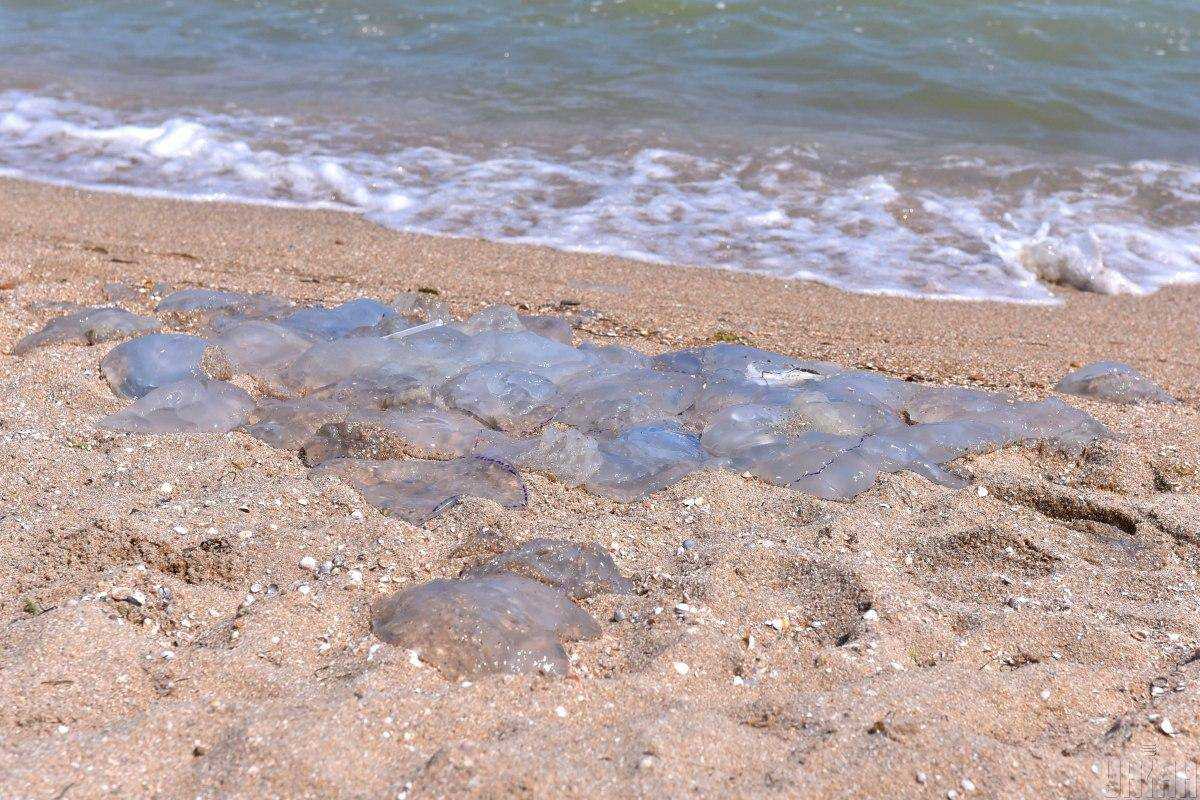 Біолог вказав на небезпеку мертвих медуз з українських морів