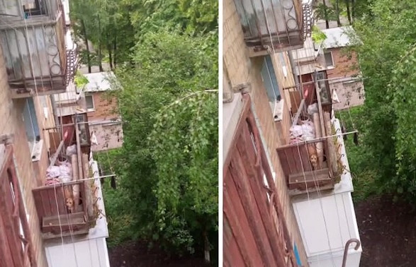 Держали на балконе в сильную жару: на Киевщине полицейские спасли питбуля и открыли дело