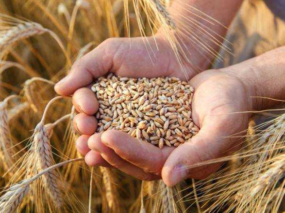 В Україні планують зібрати до 20 млн тонн урожаю пшениці