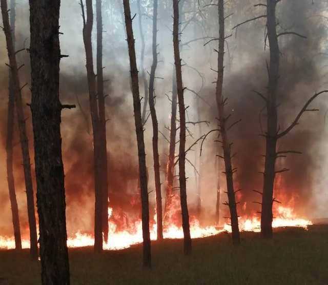 В Днепропетровской области горел хвойный лес