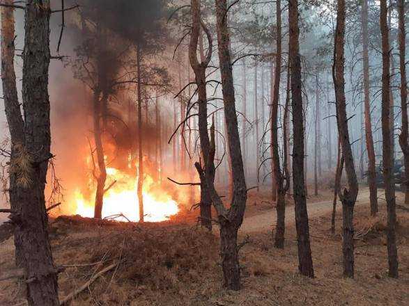 Под Днепром вспыхнул лесной пожар