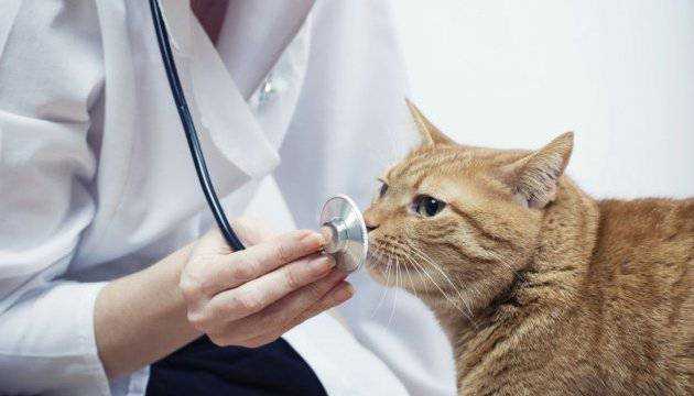 Коронавирус у кошек: передается ли он человеку