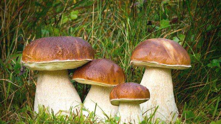 Врачи объяснили, почему грибы вредны для здоровья