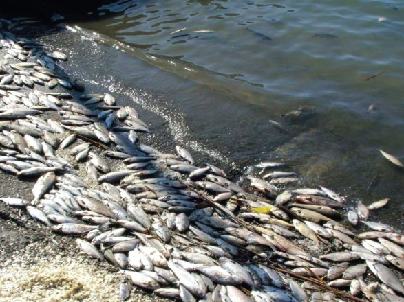 Массовый мор рыбы: в Минздраве предупреждают о ботулизме