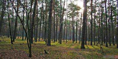 Столичный суд вернул в государственную собственность 17 га леса