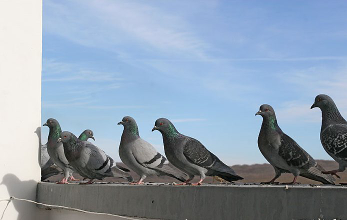 В Бердянске зарешетили голубей,что бы те не летали на балконы. Орнитологи одобрили,а полиция -нет