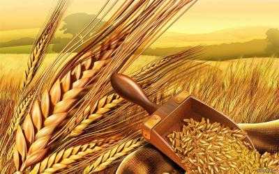 Аграрии Кировоградской области собрали первый миллион тонн зерновых