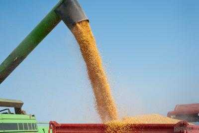 Аграрии намолотили на сегодня 35 млн тонн зерна