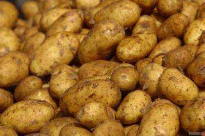 Белоруссия является главным импортером украинского картофеля