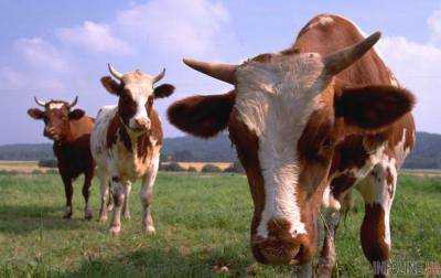 В Украине поголовье крупного рогатого скота сократилось за год на 2,8%