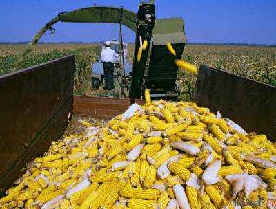 Украинские аграрии намолотили почти 17 млн ??тонн кукурузы