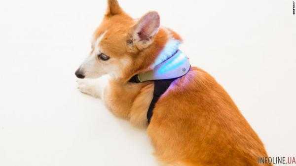 В Японии представили прибор, читающий мысли собак