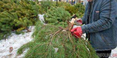 В Донецкой области мужчина срубил елку на детской площадке на продажу