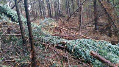В Кировоградской области разоблачили незаконную вырубку леса