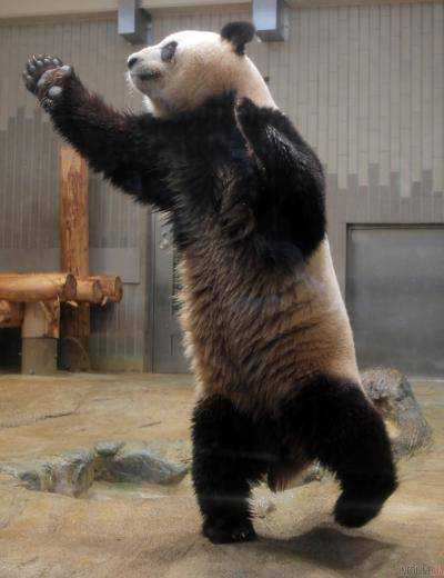 В Китае умер самый старый в мире самец панды