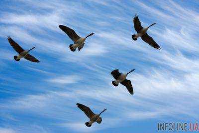 Глобальное потепление заставило перелетных птиц раньше прилетать в родные края