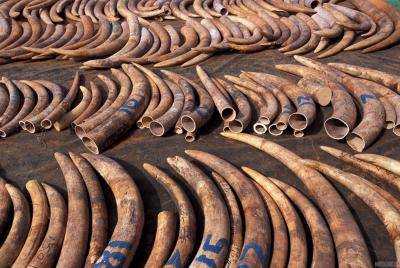 В 2017 году в Китае планирует полностью запретить торговлю слоновой костью