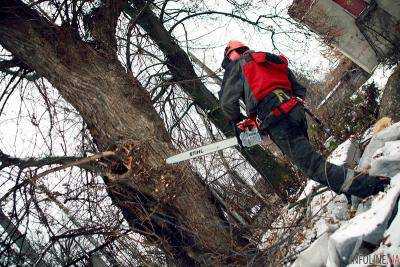 В Ровенской области погиб человек во время незаконной вырубки леса