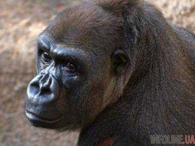 В США умерла самая старая горилла в мире