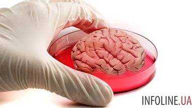 Искусственный мозг удалось вырастить ученым из Гарвардского Университета
