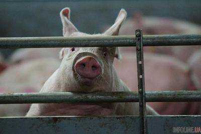Африканскую чуму свиней обнаружили в Донецкой области впервые за последние 5 лет