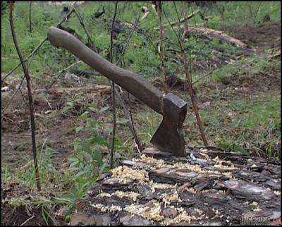 Луганских чиновников, организовавших незаконную вырубку деревьев на сумму более 5 млн грн, арестовали