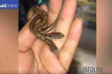 Змей-мутант: в Индии местный житель выловил двуглавого змея. Видео