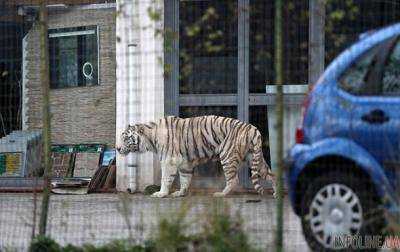 В Сицилии тигр сбежал из цирка и гулял по улицам.Видео