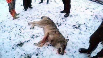 В Черниговской области на мужчину напал волк