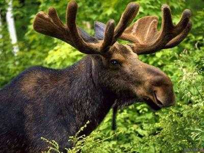Министр экологии и природных ресурсов Остап Семерак  запретил на 25 лет охотиться на лося