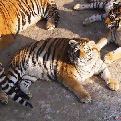 В Китайском зоопарке сильно поправились за зиму амурские тигры