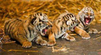 В зоопарке в США малайская тигрица покинула трех детенышей.Видео