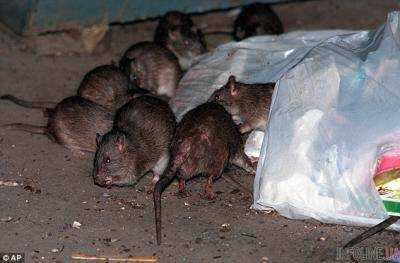 В Нью-Йорке обнаружили опасное инфекционное заболевание, которое распостраняют крысы