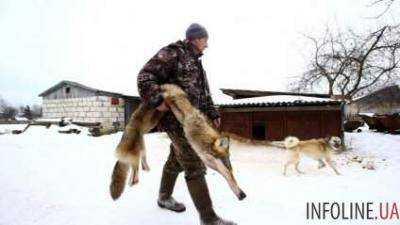 В Чернобыле идет охота на волков
