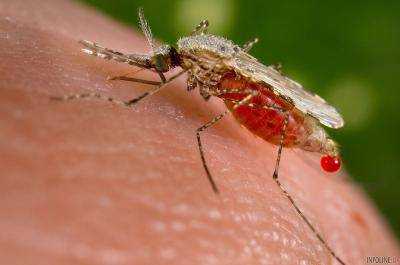 Новейшая разработка компании Microsoft может отлавливать комаров