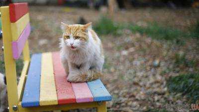 Коты признаны частью экосистемы Киева