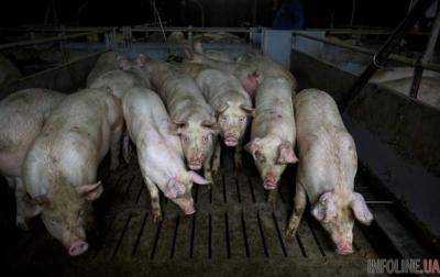 В Украине резко подорожала свинина