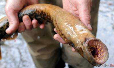 В водах Днепра рыбаки поймали редкое существо. Фото