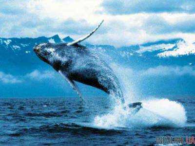 Полиция спасла от "синих китов" юношу с Волыни