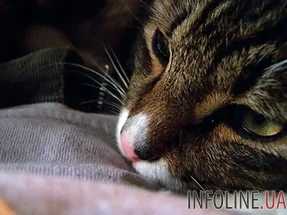 Ученые нашли в организме домашних кошек опасное вещество
