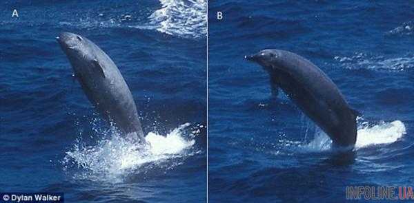 Редкий кит ремнезуб Тру впервые на видео.Фото.Видео