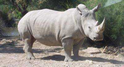 Во Франции прямо в зоопарке браконьеры убили носорога