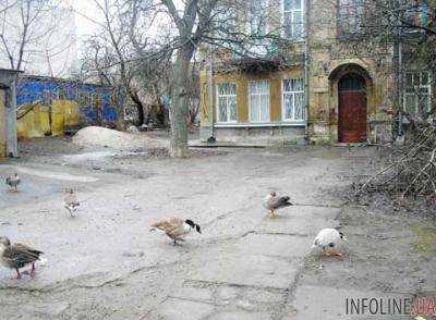 У центрі Києва отруїли унікальну колекцію птахів, яких тримав місцевий дідусь