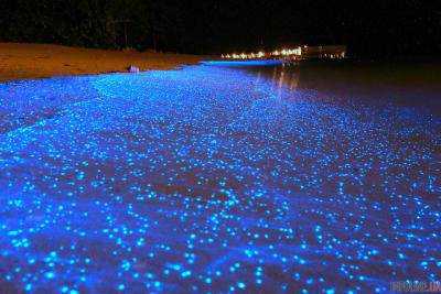 Водоросли подсветили пляж Тасмании голубым цветом