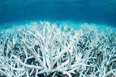Потепление угрожает существованию Большого Барьерного рифа